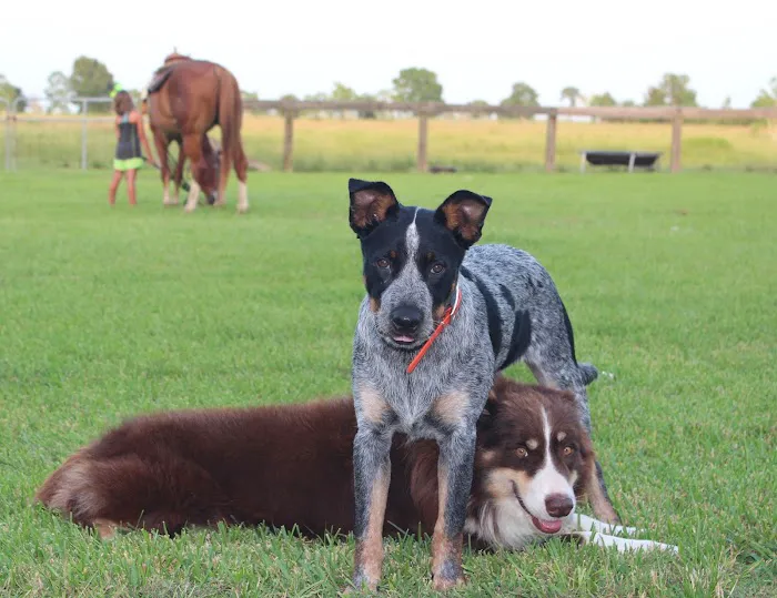 Southeast Texas Equine and Veterinary Hospital, P.L.L.C. Picture 10