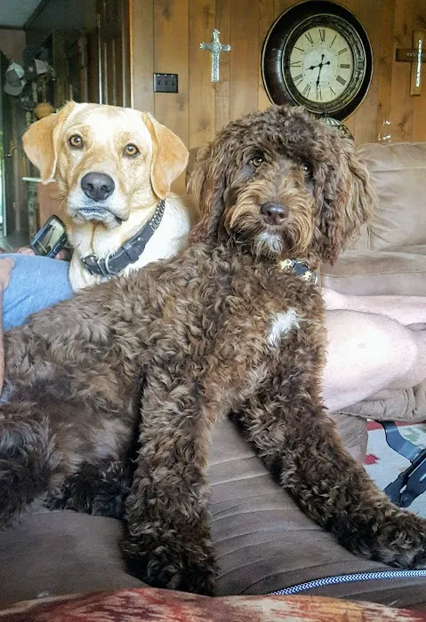 Southeast Texas Equine and Veterinary Hospital, P.L.L.C. Picture 2