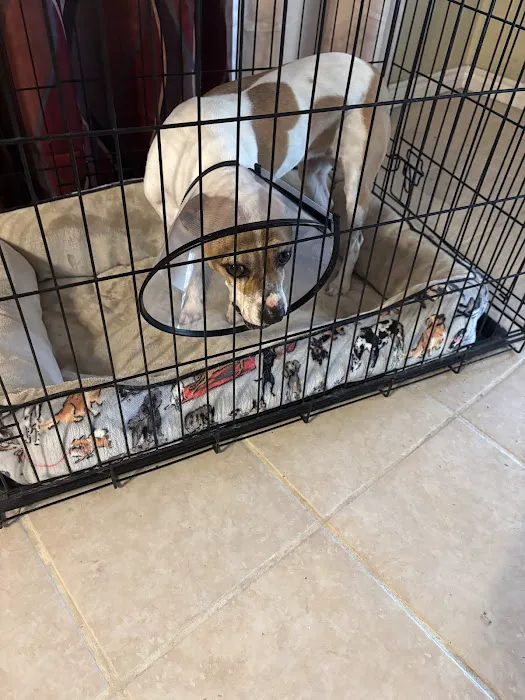 Animal Medical & Surgical Hospital Picture 1