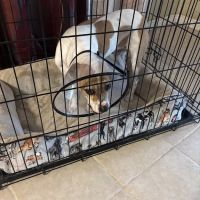 Animal Medical & Surgical Hospital ico