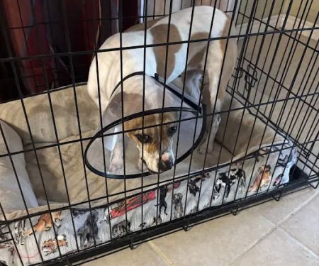 Animal Medical & Surgical Hospital