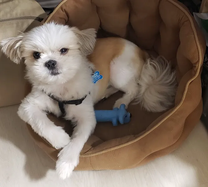 Vetco Vaccination Clinic Picture 1