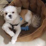 Vetco Vaccination Clinic