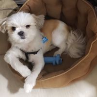 Vetco Vaccination Clinic ico