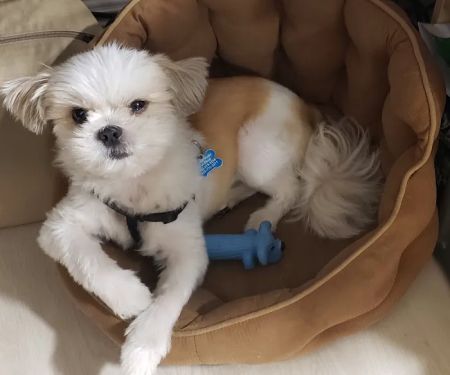 Vetco Vaccination Clinic