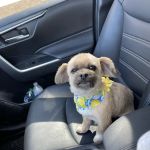 Channel Islands Veterinary Hospital