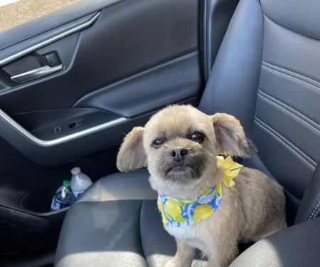 Channel Islands Veterinary Hospital