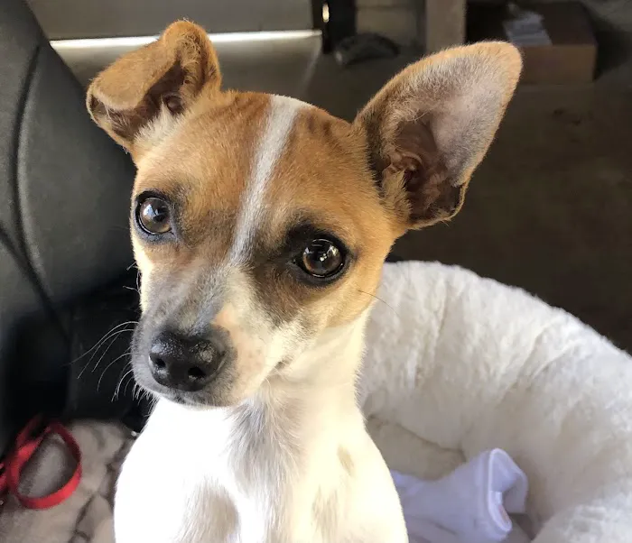 Channel Islands Veterinary Hospital Picture 9