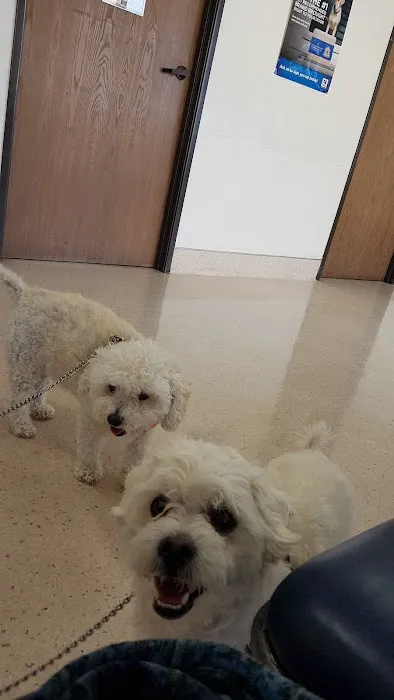 Channel Islands Veterinary Hospital Picture 2