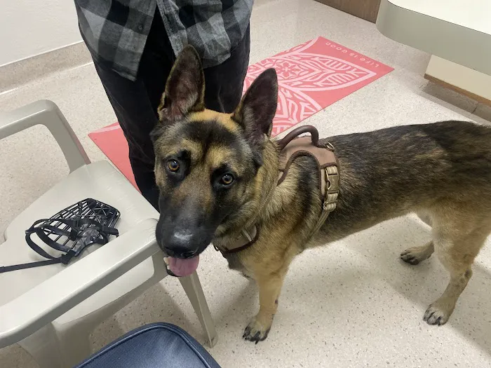 Channel Islands Veterinary Hospital Picture 4