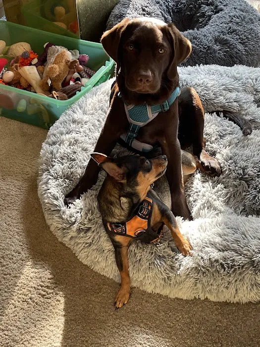 Channel Islands Veterinary Hospital Picture 7