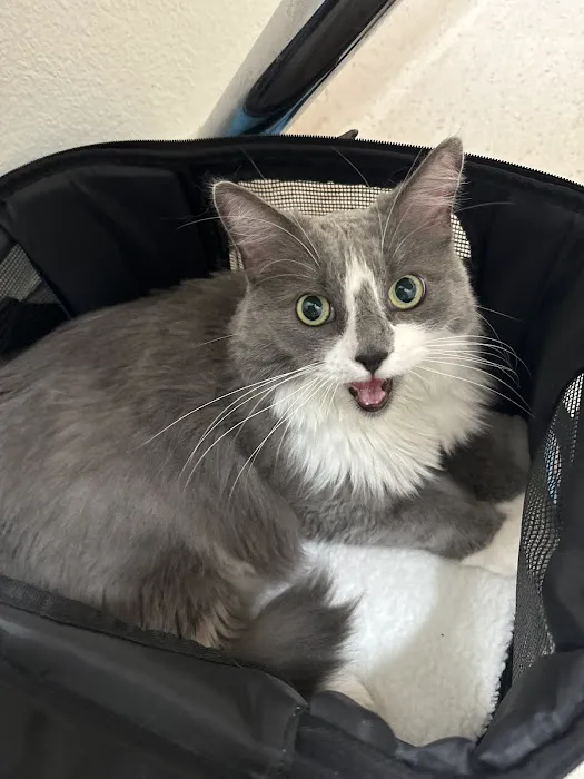 Channel Islands Veterinary Hospital Picture 3