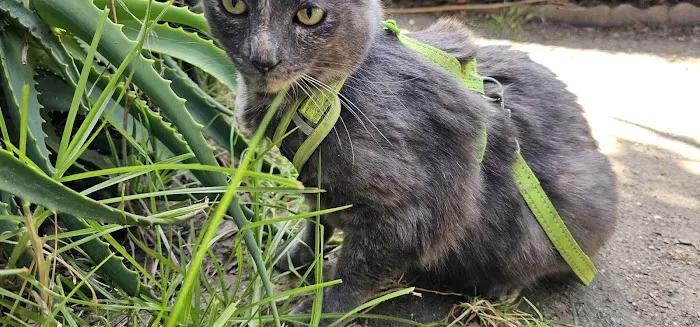 Port Hueneme Animal Hospital Picture 3