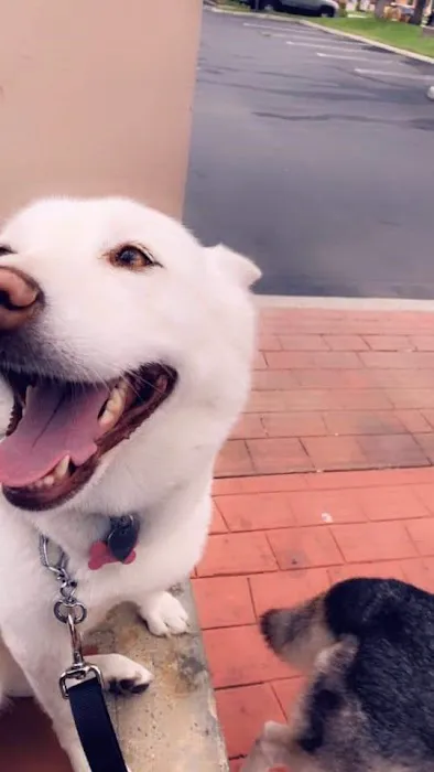 Port Hueneme Animal Hospital Picture 6