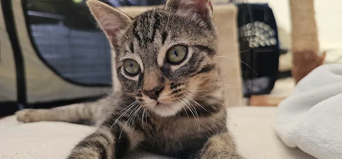 Port Hueneme Animal Hospital Picture 2