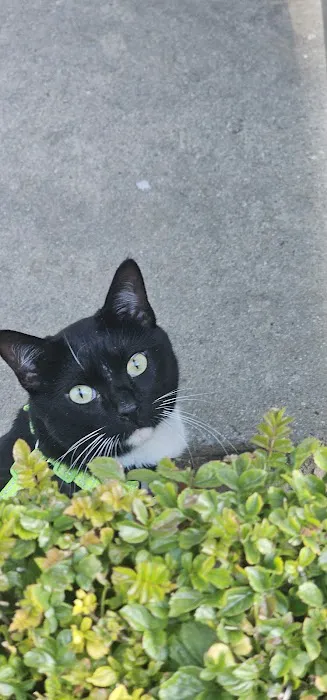 Port Hueneme Animal Hospital Picture 1