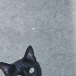 Port Hueneme Animal Hospital