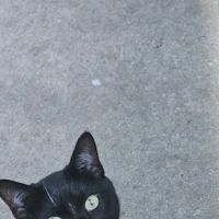 Port Hueneme Animal Hospital ico