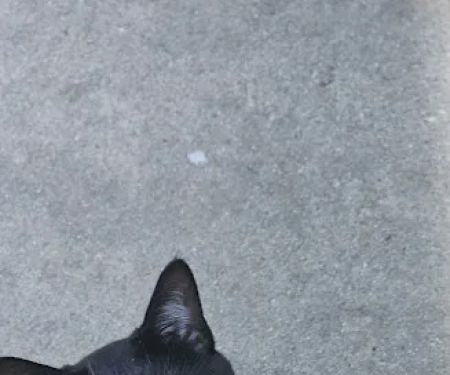 Port Hueneme Animal Hospital