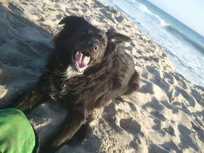 Port Hueneme Animal Hospital Picture 10