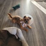 Banfield Pet Hospital