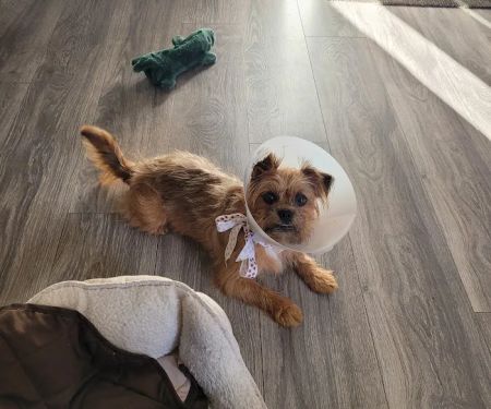 Banfield Pet Hospital