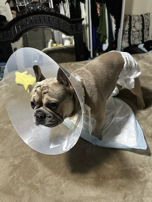 Banfield Pet Hospital Picture 3