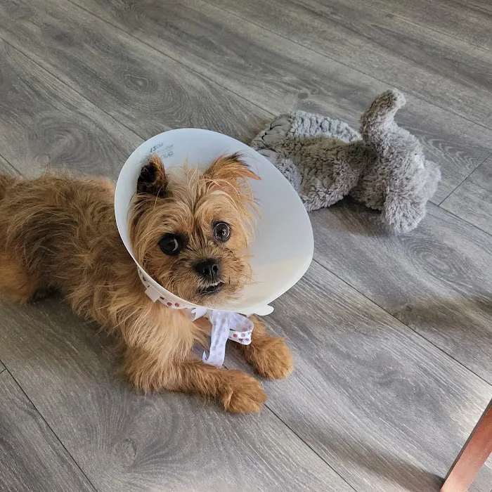 Banfield Pet Hospital Picture 7