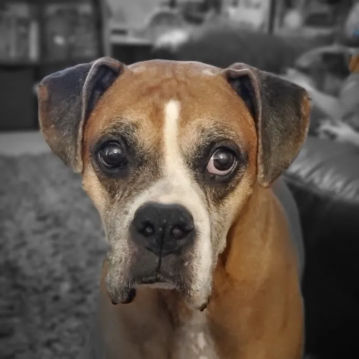 Banfield Pet Hospital Picture 2