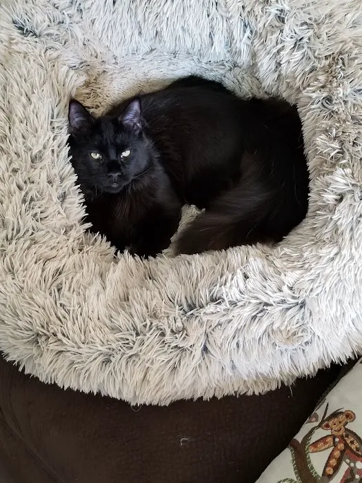 Yosemite Pet Hospital Picture 4