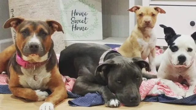 Yosemite Pet Hospital Picture 7