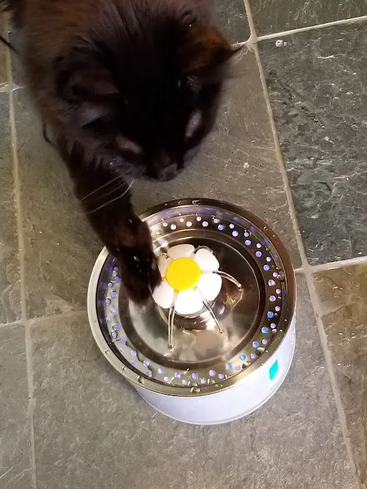 Yosemite Pet Hospital Picture 2