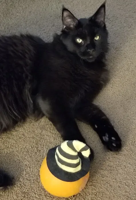 Yosemite Pet Hospital Picture 3