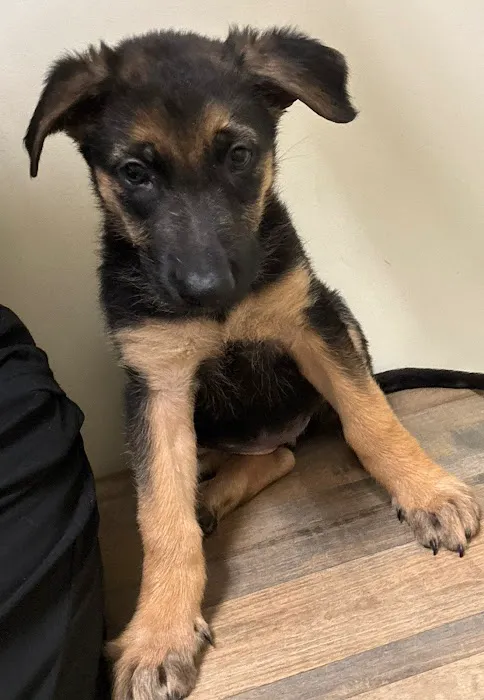 Vetco Vaccination Clinic Picture 2