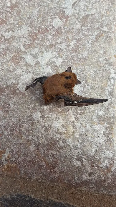 Animal Hospital of Temecula Picture 3