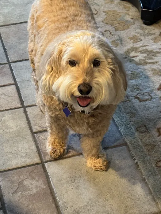 Animal Hospital of Temecula Picture 4