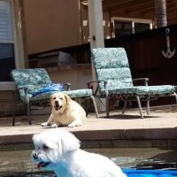 Animal Hospital of Temecula ico