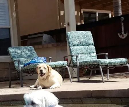 Animal Hospital of Temecula