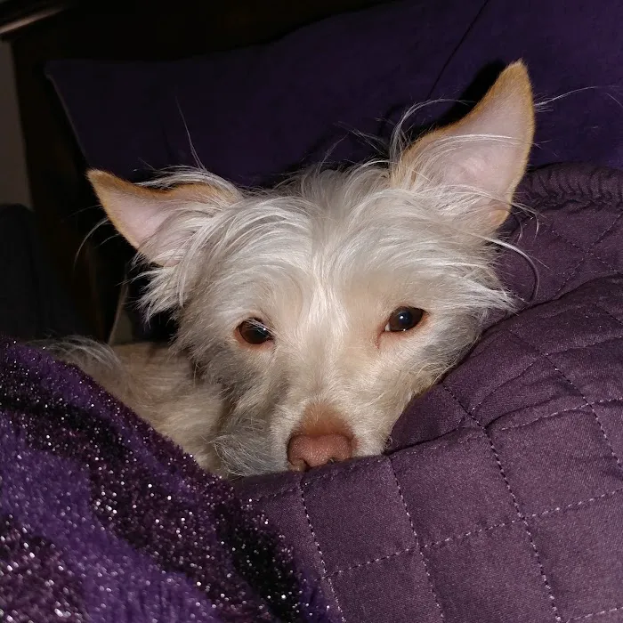 VCA El Rancho Animal Hospital Picture 5