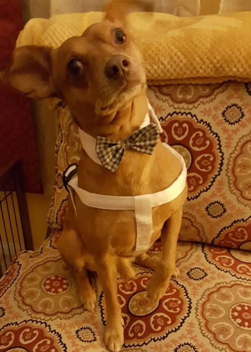 VCA El Rancho Animal Hospital Picture 3