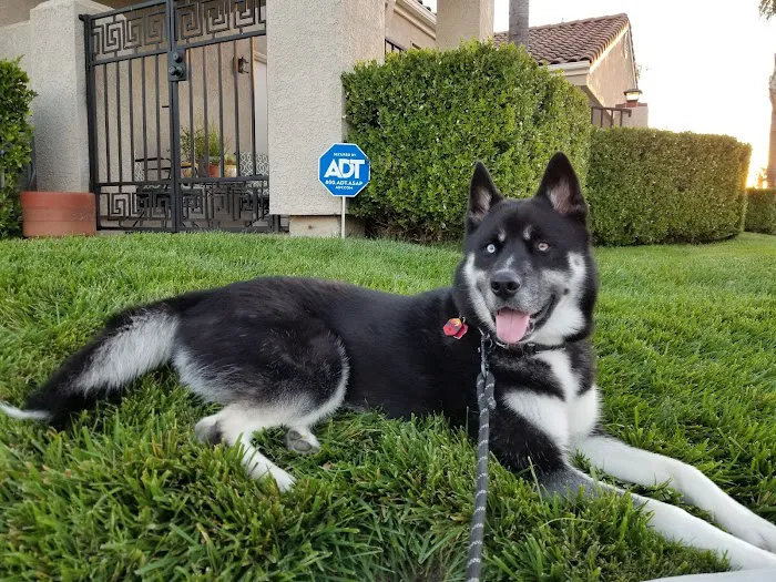 VCA El Rancho Animal Hospital Picture 1