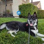 VCA El Rancho Animal Hospital