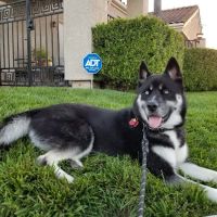 VCA El Rancho Animal Hospital ico