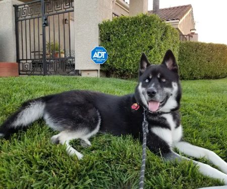 VCA El Rancho Animal Hospital