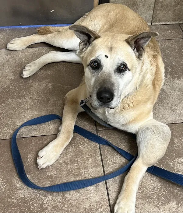 Vineyard Veterinary Hospital Picture 1