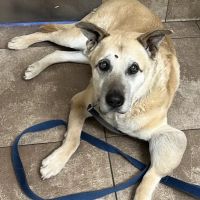 Vineyard Veterinary Hospital ico