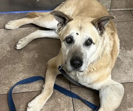 Vineyard Veterinary Hospital