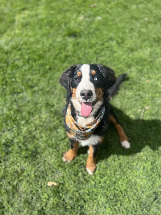 Vineyard Veterinary Hospital Picture 6