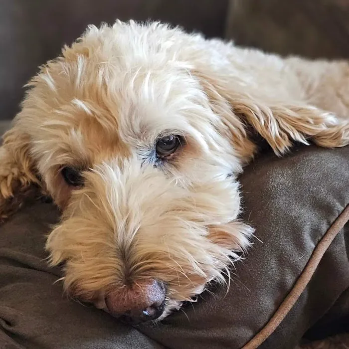 Vineyard Veterinary Hospital Picture 5