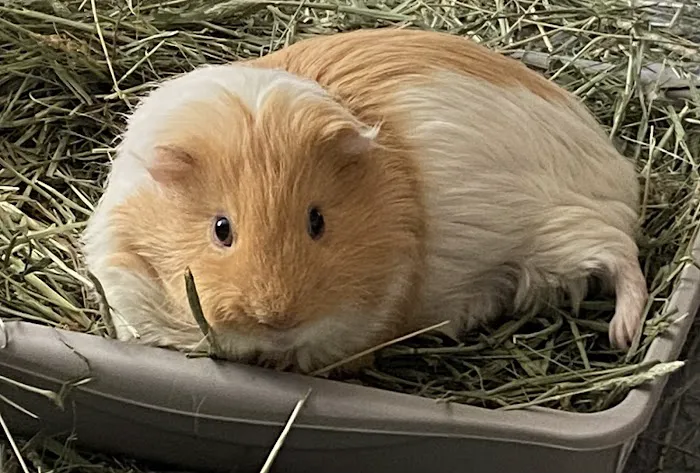 Care Animal Hospital Picture 1